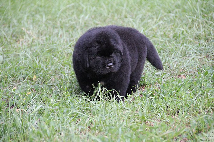 Фото: ньюфаундленд Chiprian s Berega Dona (Чиприан с Берега Дона)