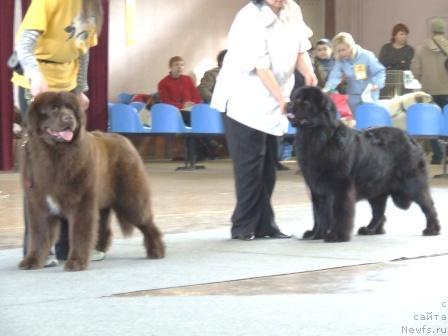 Фото: ньюфаундленд B'yutifol King (Бьютифол Кинг), ньюфаундленд Undina Bell-Ail ot Tsatsyby (Ундина Белл-Айл от Цацибы)