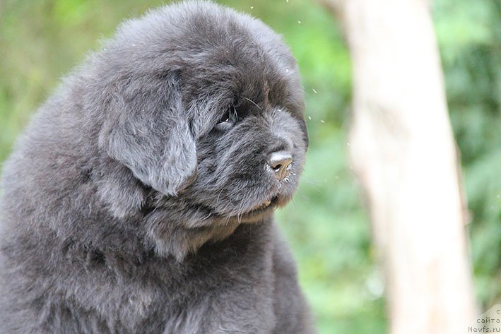 Фото: ньюфаундленд Chizarid Kesh s Berega Dona (Чизарид Кэш с Берега Дона)