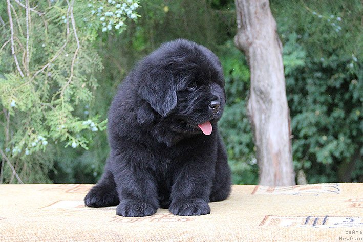 Фото: ньюфаундленд Chizarid Kesh s Berega Dona (Чизарид Кэш с Берега Дона)