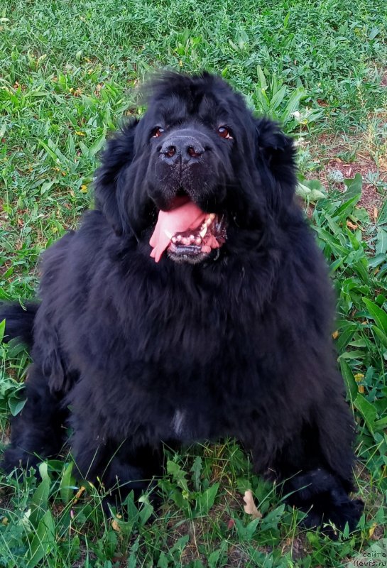 Фото: ньюфаундленд Ugryum Reka iz Tihogo Omuta (Угрюм Река Из Тихого Омута)