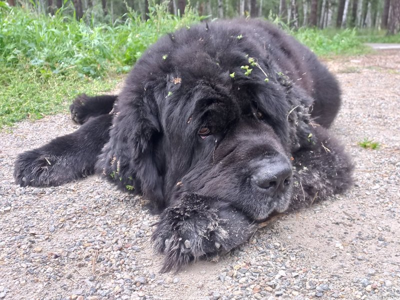 Фото: ньюфаундленд Blyek Daymond iz Arkaima (Блэк Даймонд из Аркаима)