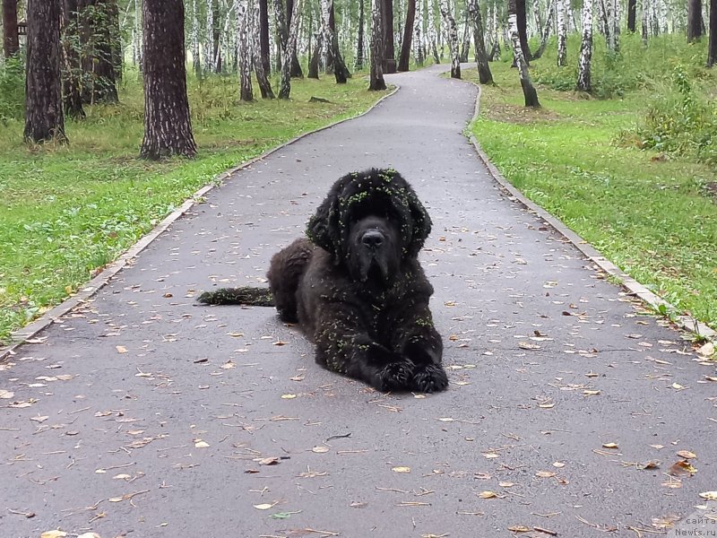 Фото: ньюфаундленд Blyek Daymond iz Arkaima (Блэк Даймонд из Аркаима)