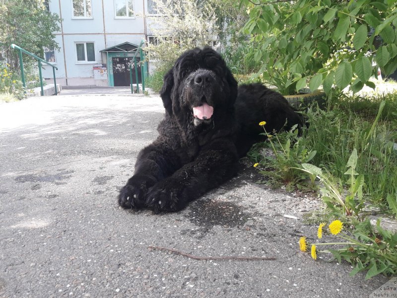 Фото: ньюфаундленд Blyek Daymond iz Arkaima (Блэк Даймонд из Аркаима)