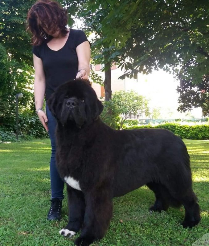 Фото: ньюфаундленд Golden Oak Russel Crowe