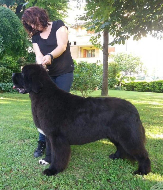 Фото: ньюфаундленд Golden Oak Russel Crowe