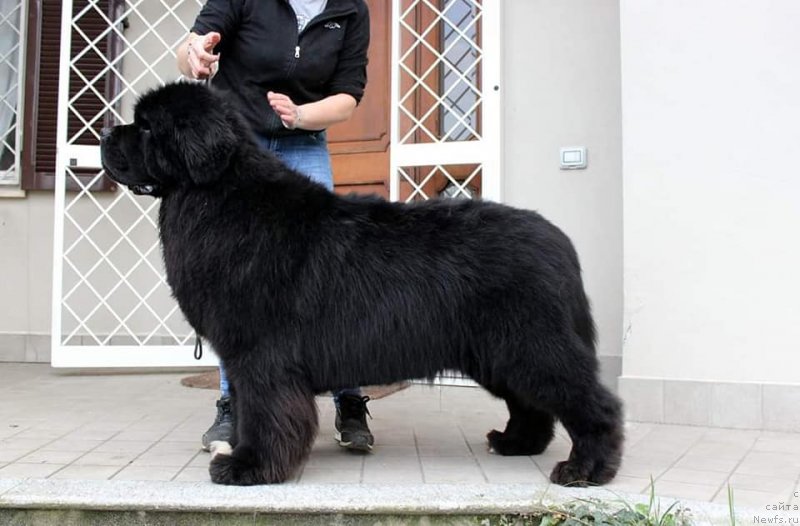 Фото: ньюфаундленд Golden Oak Russel Crowe