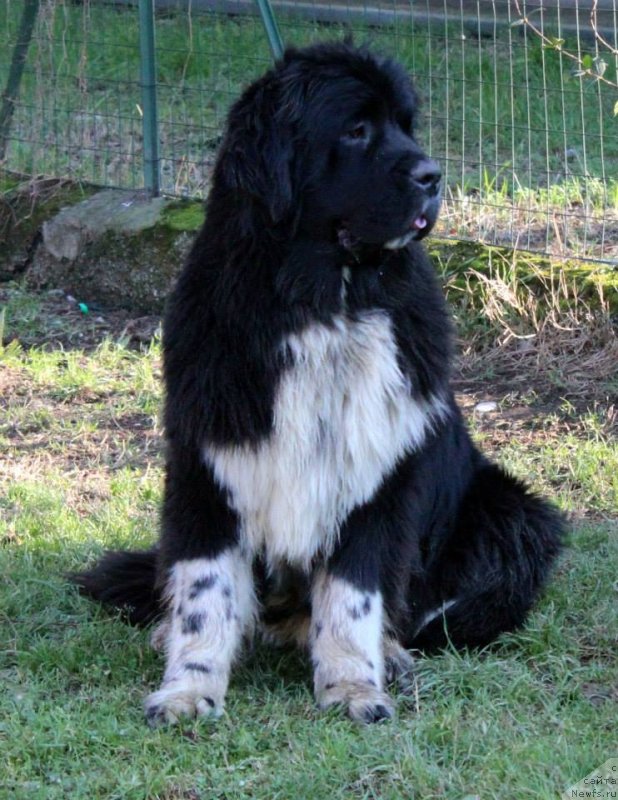 Фото: ньюфаундленд Little Bears Qualified To Win