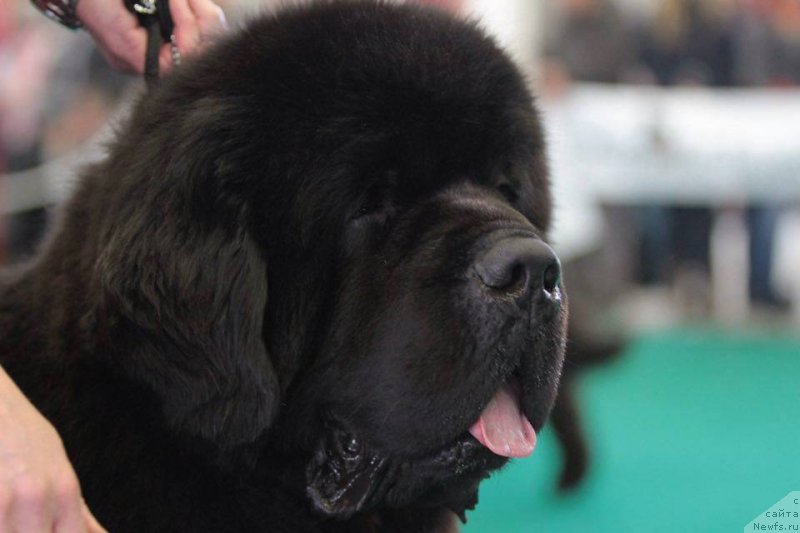 Фото: ньюфаундленд King of Helluland Phenomenon