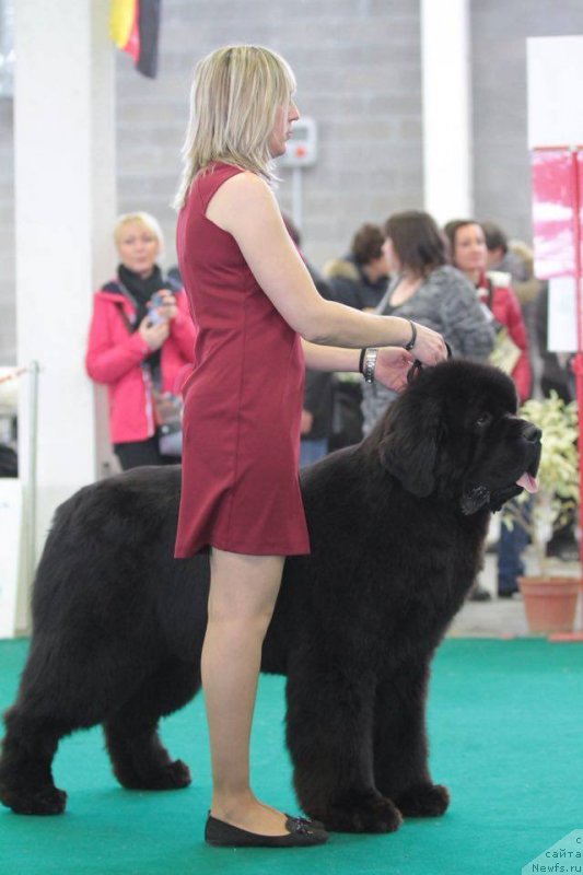 Фото: ньюфаундленд King of Helluland Phenomenon