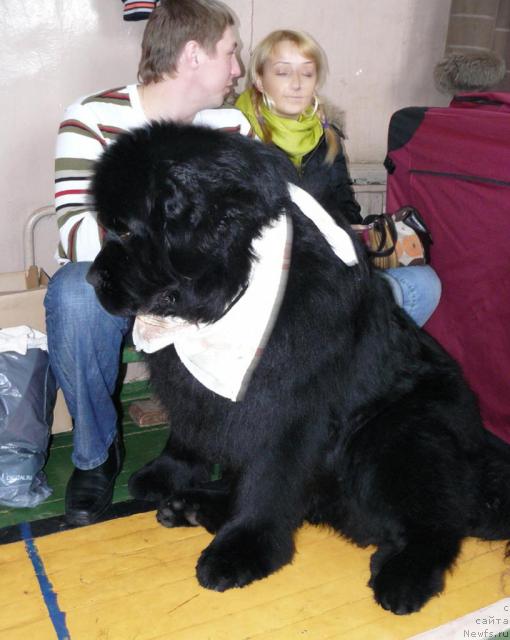 Фото: ньюфаундленд Pchyolkin Dom Afonya (Пчёлкин Дом Афоня)