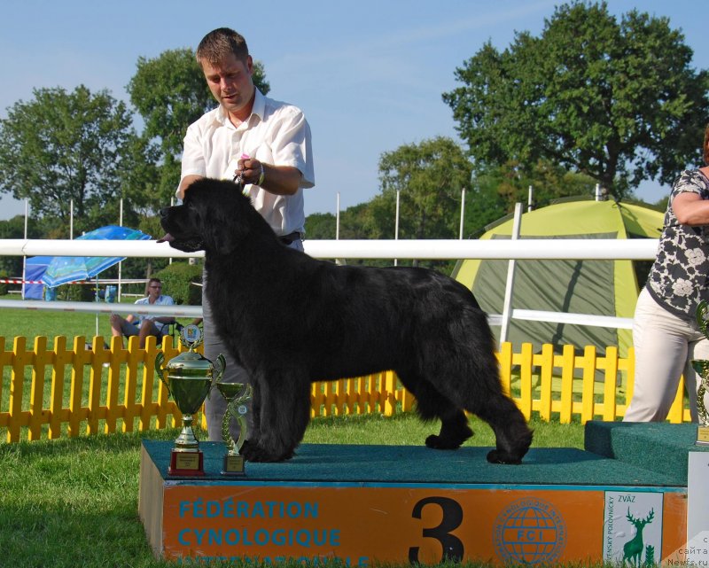 Фото: ньюфаундленд King of Helluland Kisses from You