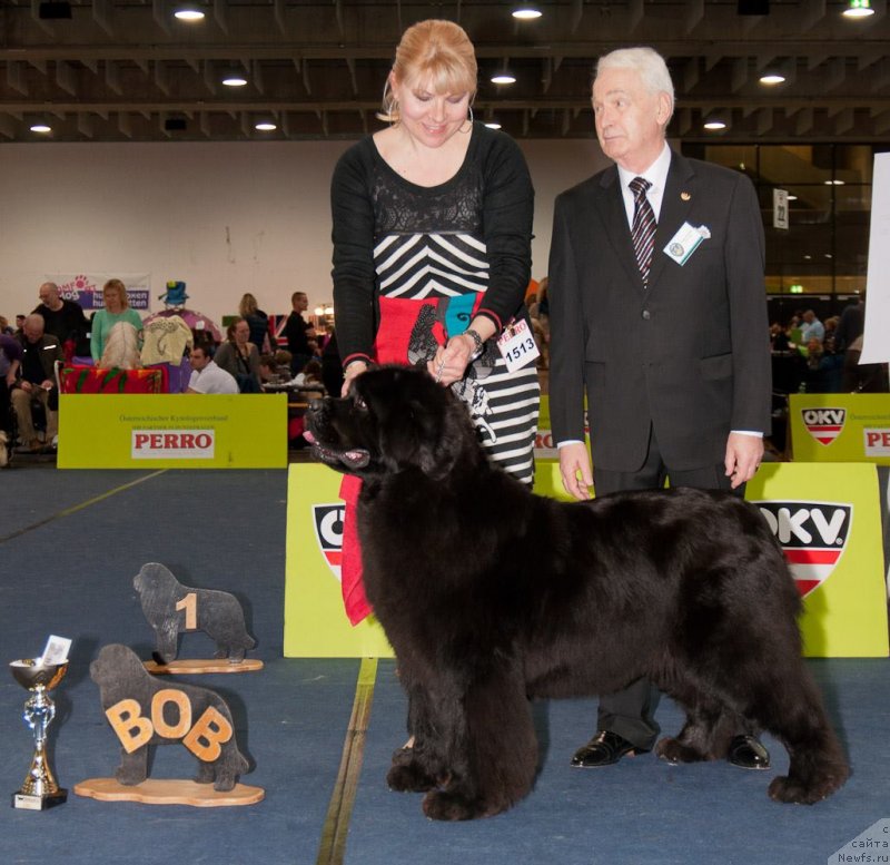 Фото: ньюфаундленд King of Helluland Kisses from You