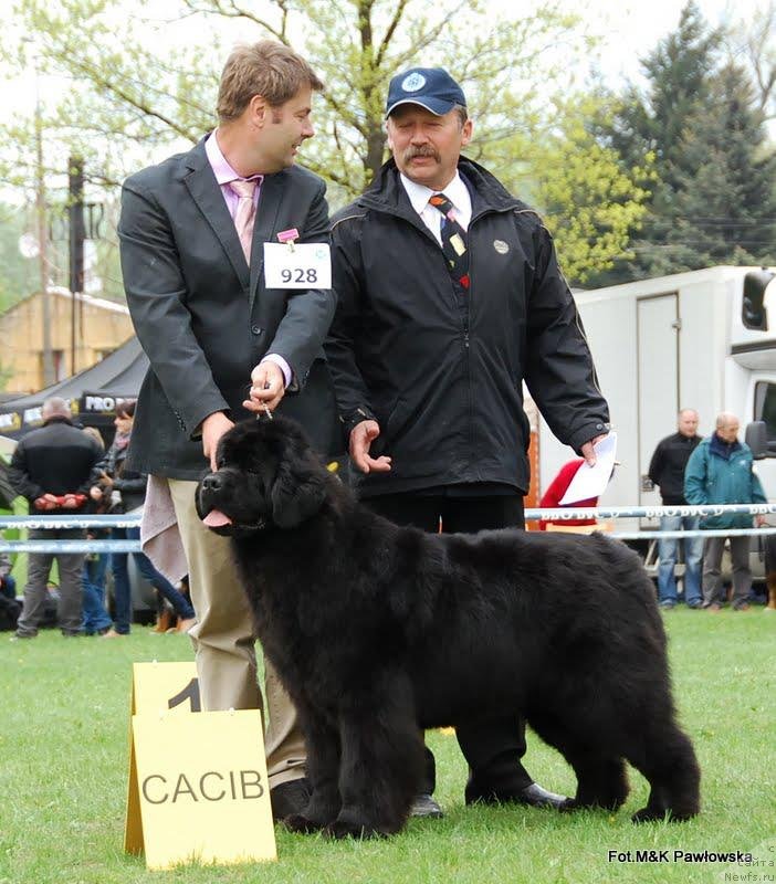 Фото: ньюфаундленд King of Helluland Kisses from You