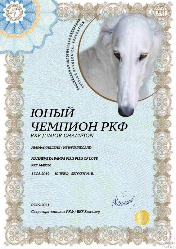 Фото: ньюфаундленд Plushevaya Panda Plus Plus of Love (Плюшевая Панда Плюс Плюс оф Лове)