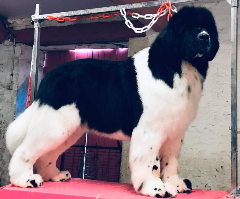 Фото: ньюфаундленд Oukaya Forever Perle-de-Lait