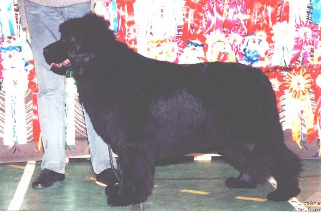 Фото: ньюфаундленд Potap Elochka (Потап Елочка)