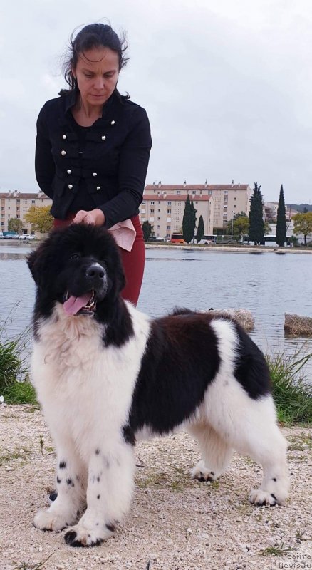 Фото: ньюфаундленд Oukaya Forever Perle-de-Lait