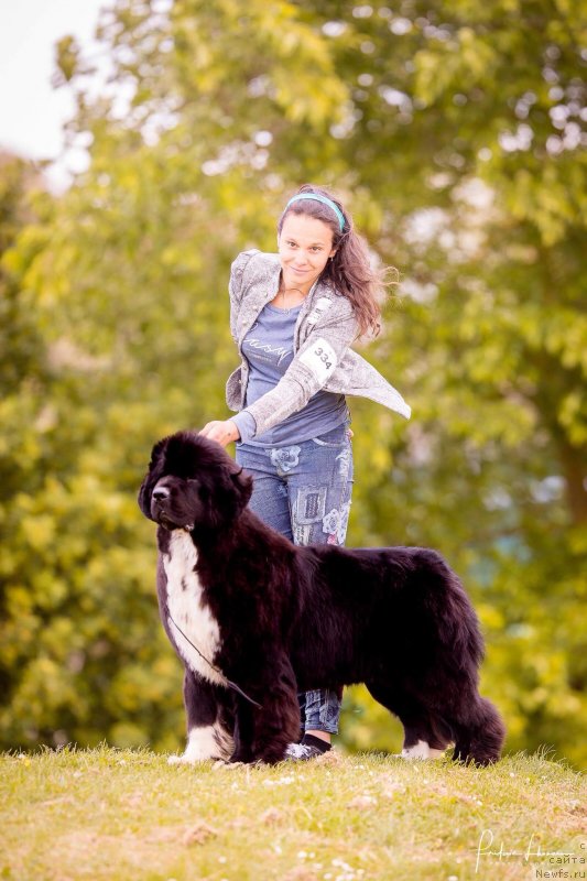 Фото: ньюфаундленд Oukaya Forever May The Force Be With You