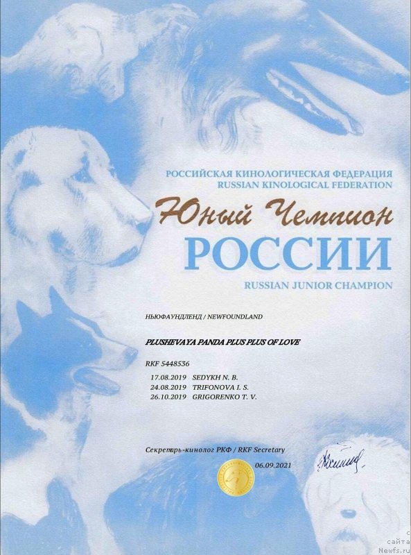 Фото: ньюфаундленд Plushevaya Panda Plus Plus of Love (Плюшевая Панда Плюс Плюс оф Лове)