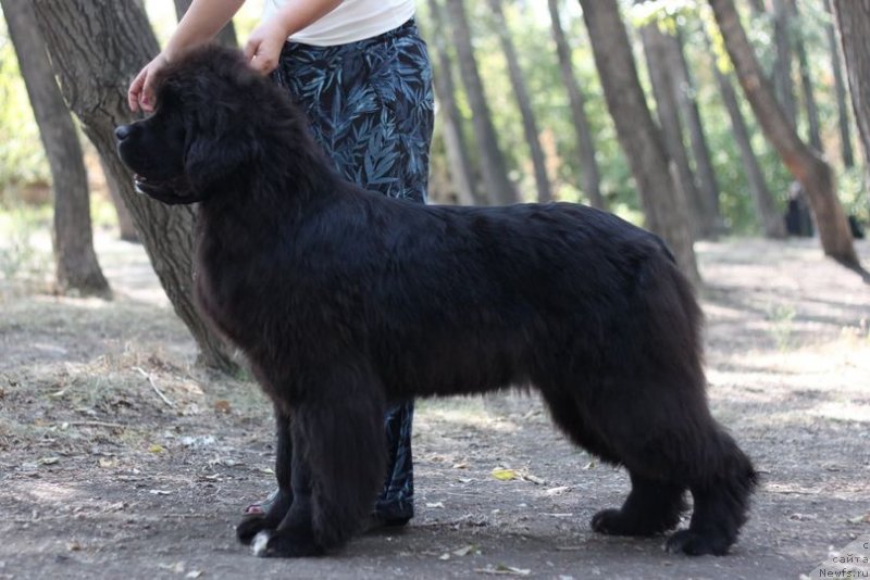 Фото: ньюфаундленд Akvian Song Yugene s Magical Beaytu (Аквианг Сонг Юджина Меджикал Бьюти)