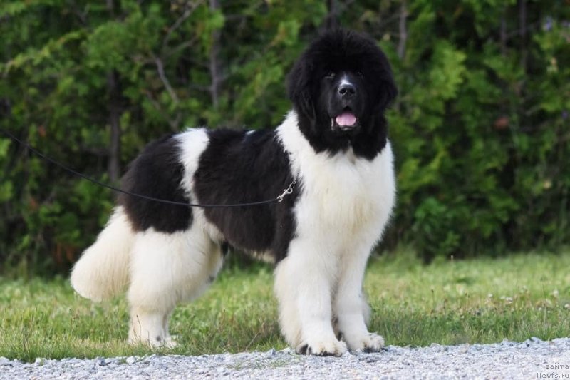 Фото: ньюфаундленд Akvian Song Yuv Got The Look (Аквиан Сонг Юв Гот зе Лоок)