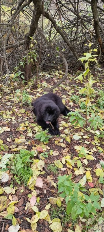 Фото: ньюфаундленд SHeyla Forest Flover (Шейла Форест Фловер)