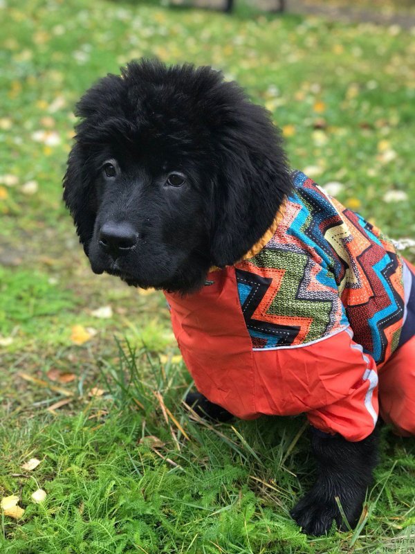 Фото: ньюфаундленд SHona Rising Star (Шона Рисинг Стар)