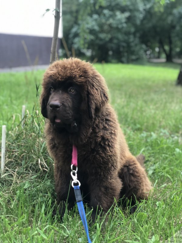 Фото: ньюфаундленд Brownblood MSK Yaffa Pritti Ledi (Браунблад МСК Яффа Притти Леди)