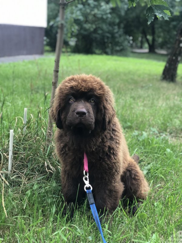 Фото: ньюфаундленд Brownblood MSK Yaffa Pritti Ledi (Браунблад МСК Яффа Притти Леди)