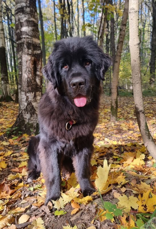 Фото: ньюфаундленд My Frend Newfy Gaitana Melody (Май Френд Ньюфи Гайтана Мелоди)