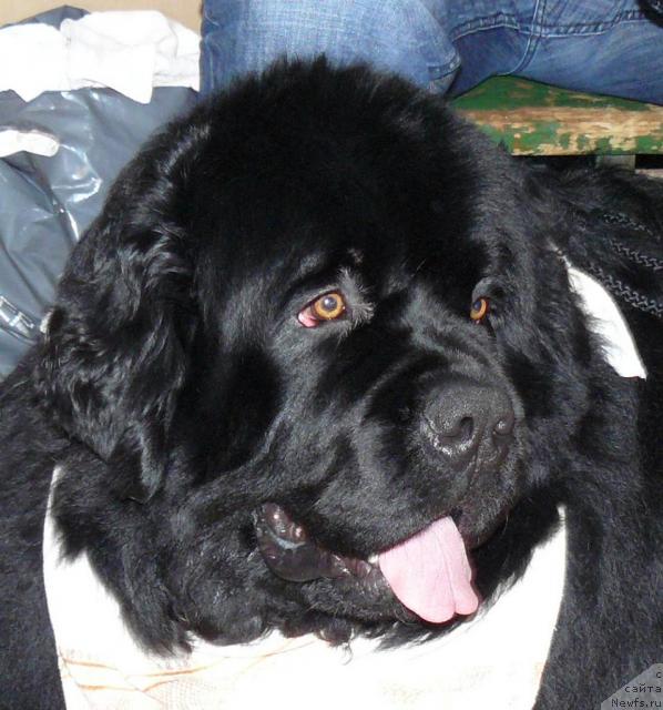 Фото: ньюфаундленд Pchyolkin Dom Afonya (Пчёлкин Дом Афоня)