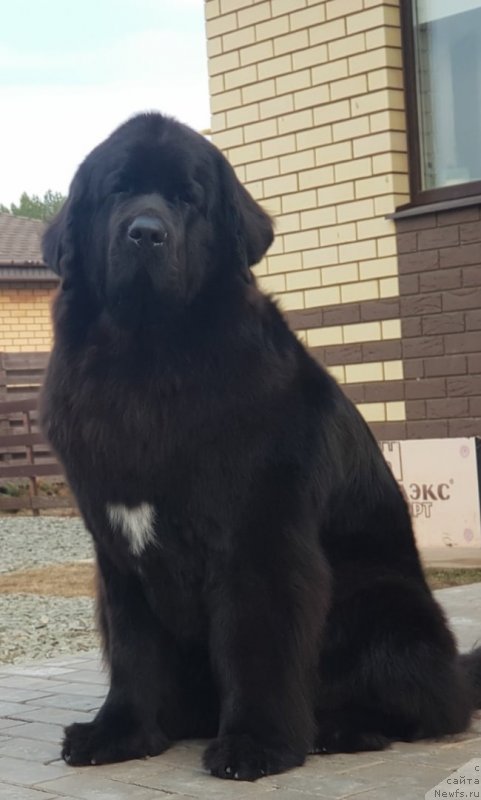Фото: ньюфаундленд Laskoy Sogrevayuschaya Laika (Лаской Согревающая Лаика)