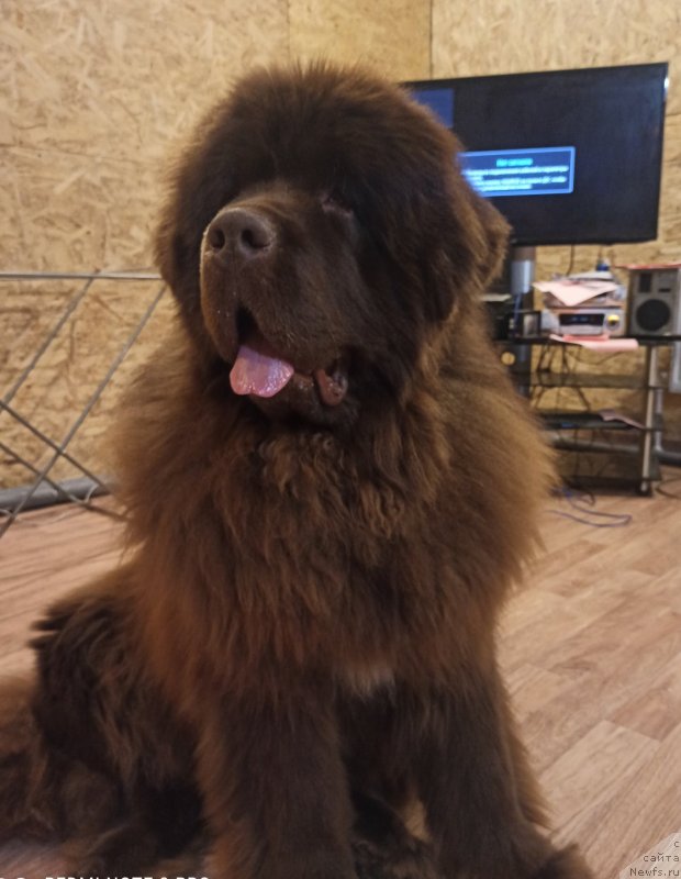 Фото: ньюфаундленд Siberian Dilayt Viking (Сибериан Дилайт Викинг)