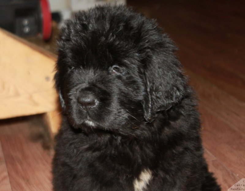 Фотография № 248734