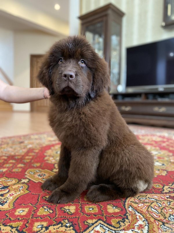 Фото: ньюфаундленд Cherniy Balu Savanna Solnce (Черный Балу Саванна Солнце)