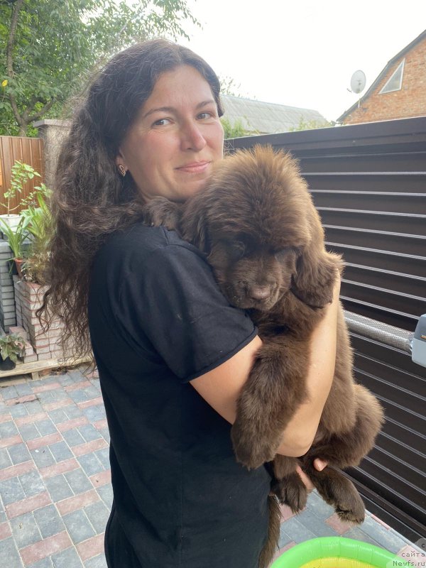 Фото: ньюфаундленд Cherniy Balu Sahara Espresso (Черный Балу Сахара Эспрессо)