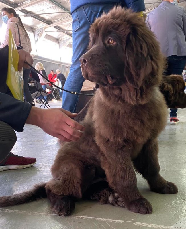 Фото: ньюфаундленд Cherniy Balu Samira Efendi (Черный Балу Самира Эфенди)