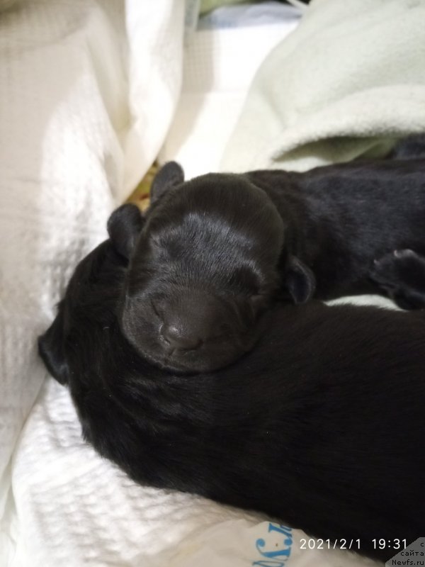 Фото: ньюфаундленд Ciniya Daruyuschaya Lyubov' (Циния Дарующая Любовь)