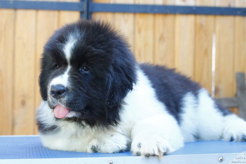 Фотография № 248760