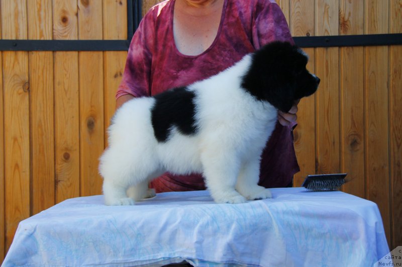 Фотография № 248761