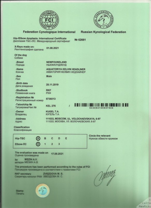 Фото: ньюфаундленд Aquatoriya Kelvin Headliner (Акватория Келвин Хедлайнер)