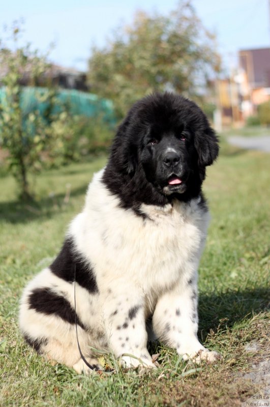 Фото: ньюфаундленд Akvian Song Astra (Аквиан Сонг Астра)