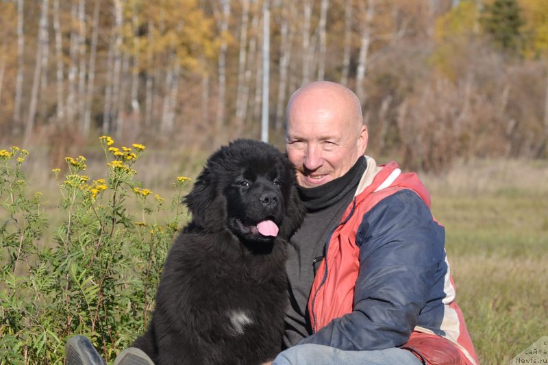 Фото: ньюфаундленд Vyatskiy Medved Roskoshnaya Barxotka (Вятский Медведь Роскошная Бархотка)