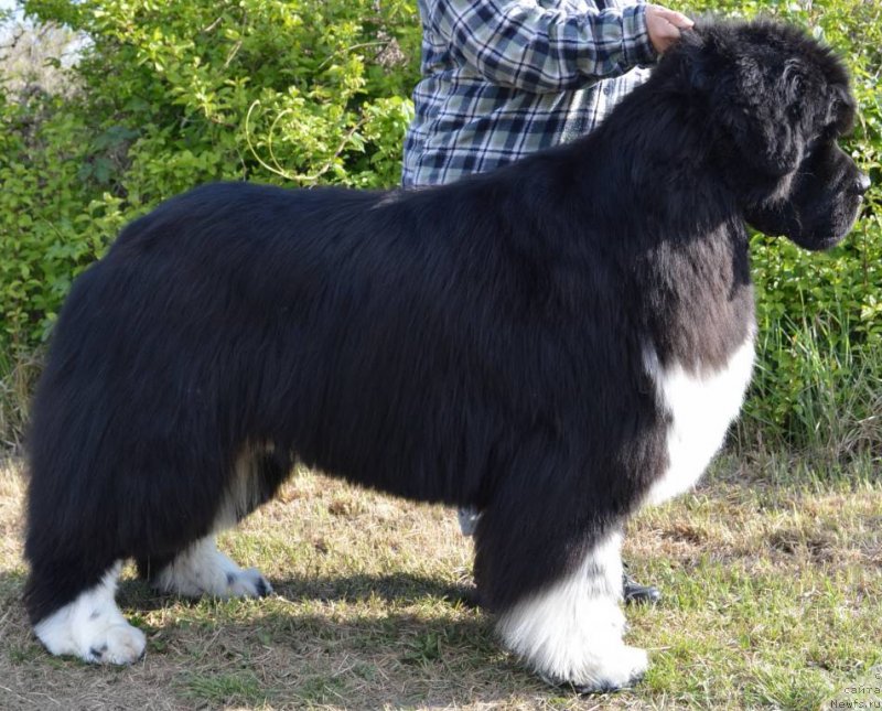 Фото: ньюфаундленд Mississippi-Missouri Volcano of Love