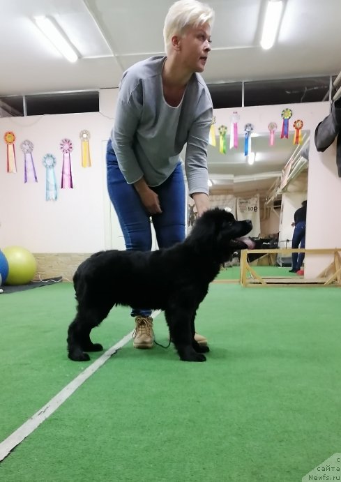 Фото: ньюфаундленд SHerri Dark SHarm (Шерри Дарк Шарм)