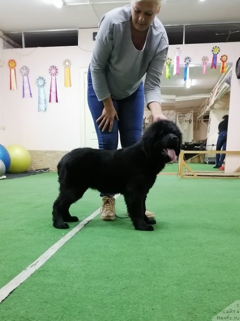 Фото: ньюфаундленд SHerri Dark SHarm (Шерри Дарк Шарм)