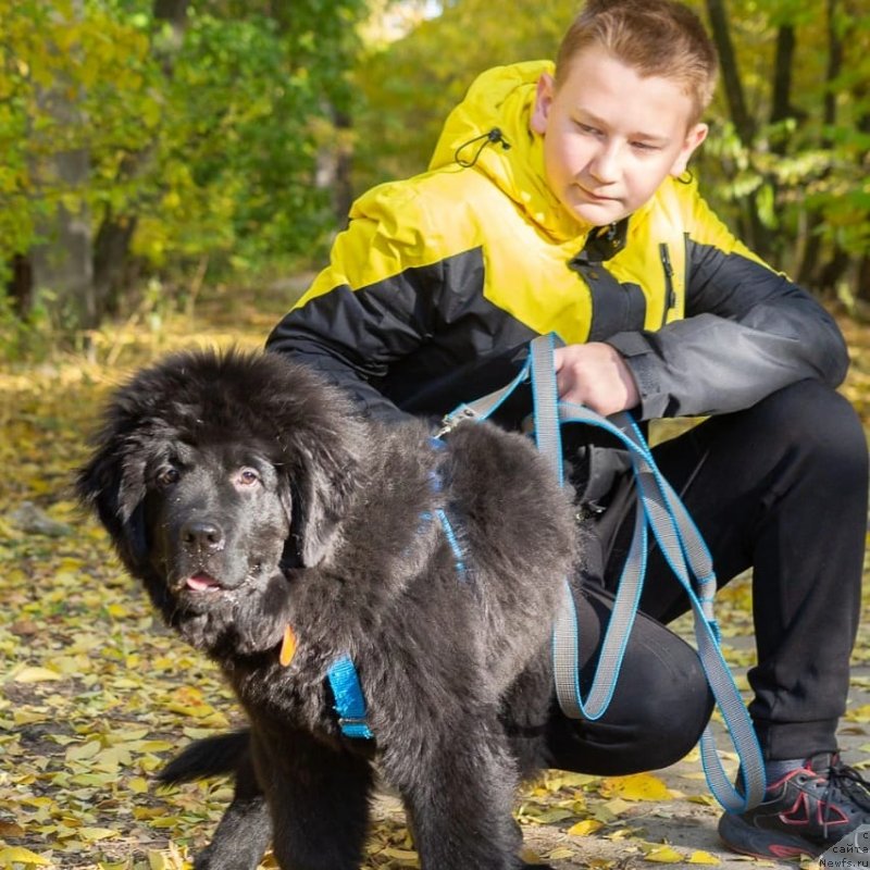 Фото: ньюфаундленд SHerliz Great Soul (Шерлиз Греат Соул)