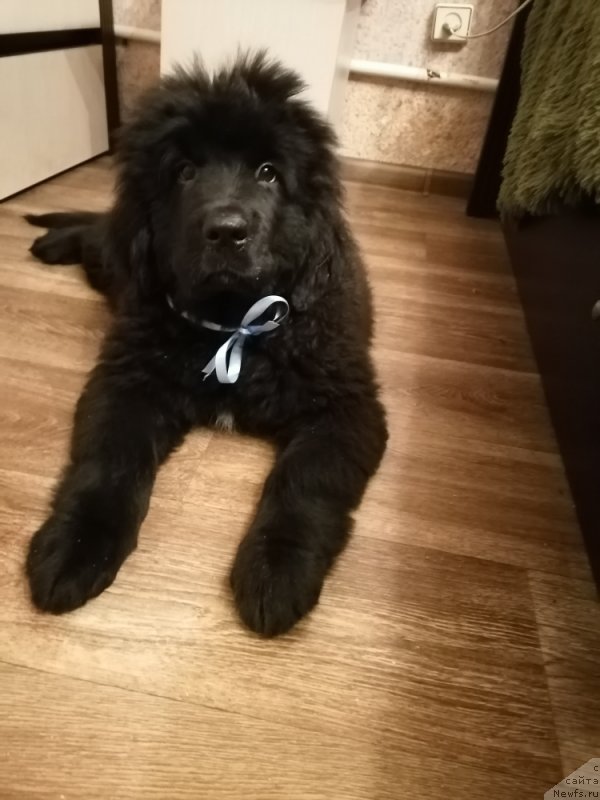 Фото: ньюфаундленд SHeyla Forest Flover (Шейла Форест Фловер)