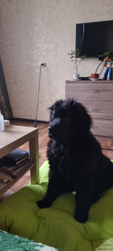 Фото: ньюфаундленд SHeyla Forest Flover (Шейла Форест Фловер)